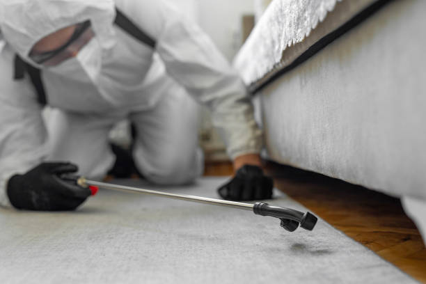 Professional Bed Bug Control technician working in Albany, MO